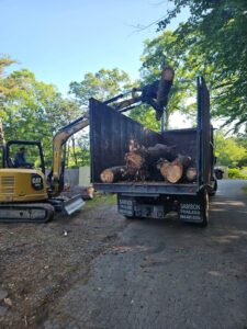 Professional tree removal service in Candler and Asheville, North Carolina