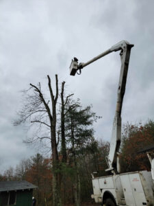 Professional tree removal service in Candler and Asheville, North Carolina