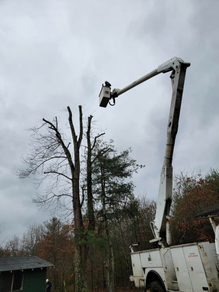 Professional tree removal service in Candler and Asheville, North Carolina