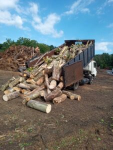 Professional tree removal service in Candler and Asheville, North Carolina