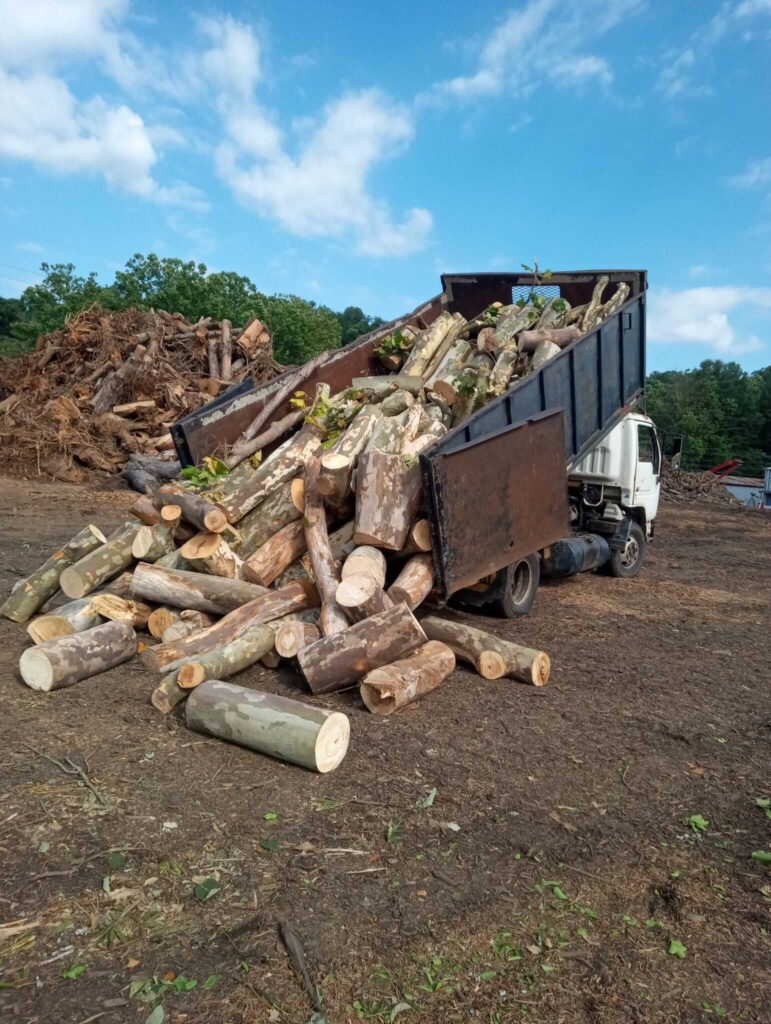 Professional tree removal service in Candler and Asheville, North Carolina
