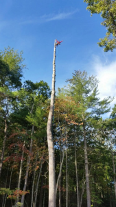 Professional tree removal service in Candler and Asheville, North Carolina