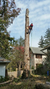 Professional tree removal service in Candler and Asheville, North Carolina
