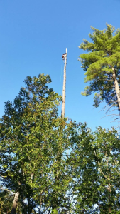 Professional tree removal service in Candler and Asheville, North Carolina